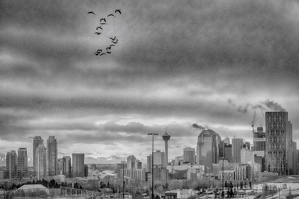 Geese over Calgary