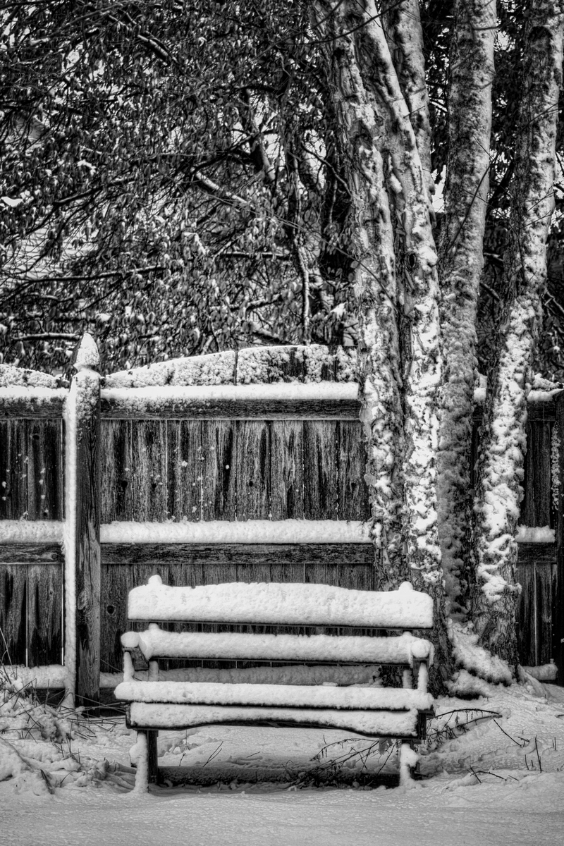 Backyard in Winter