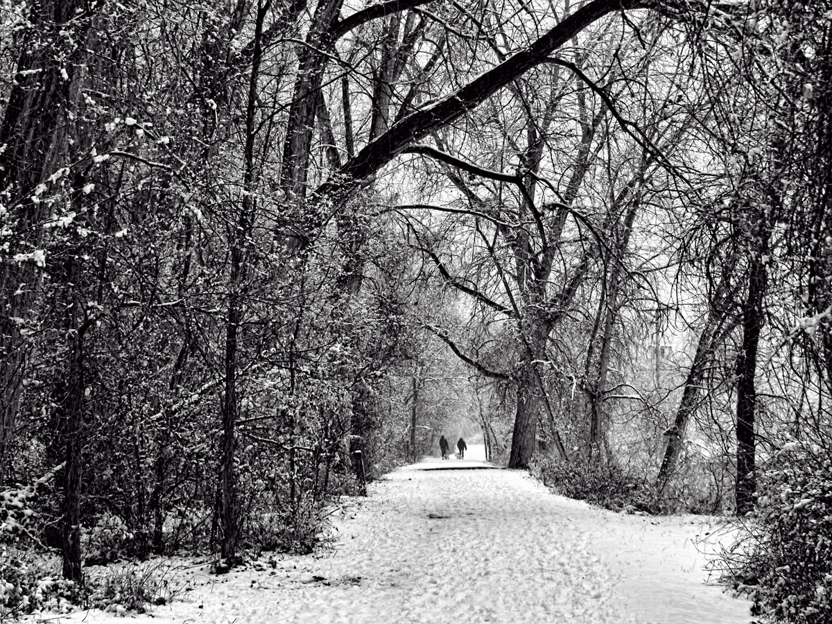 Snowy Walk