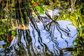 Reflections on a Lurking Koi