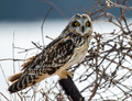 Attentive Owl