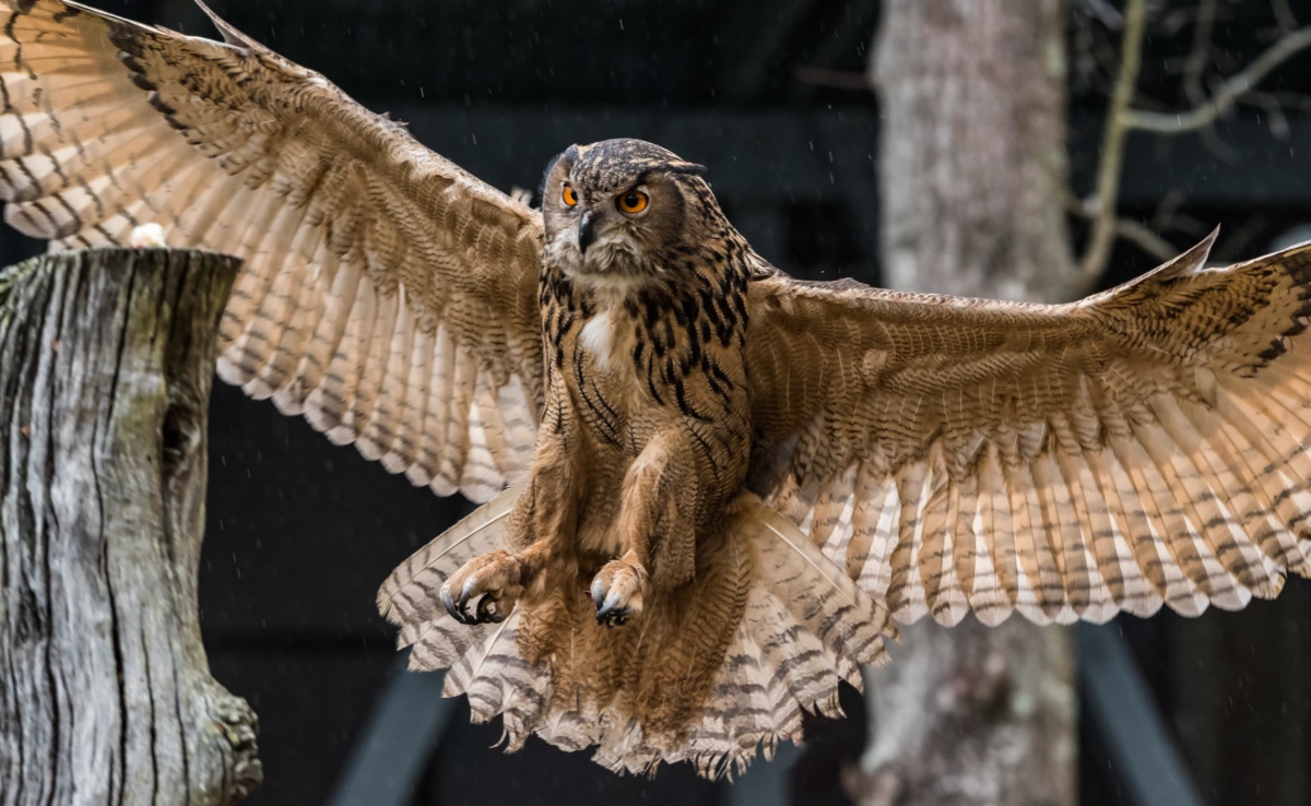 Eagle Owl