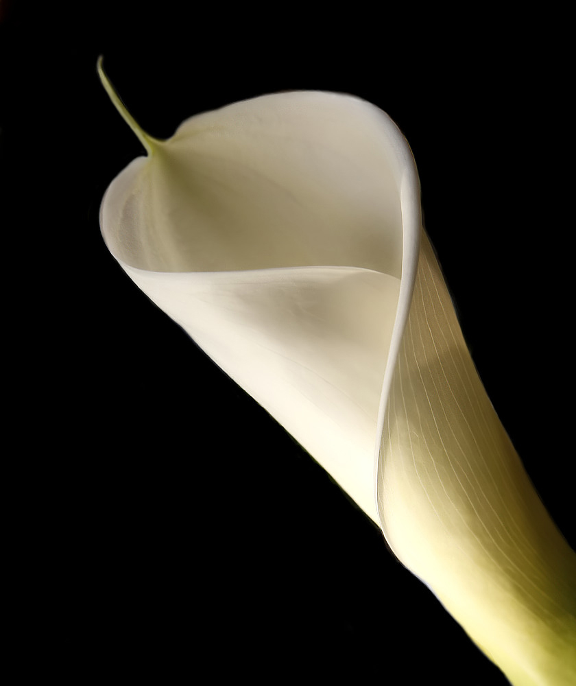 Calla Gold