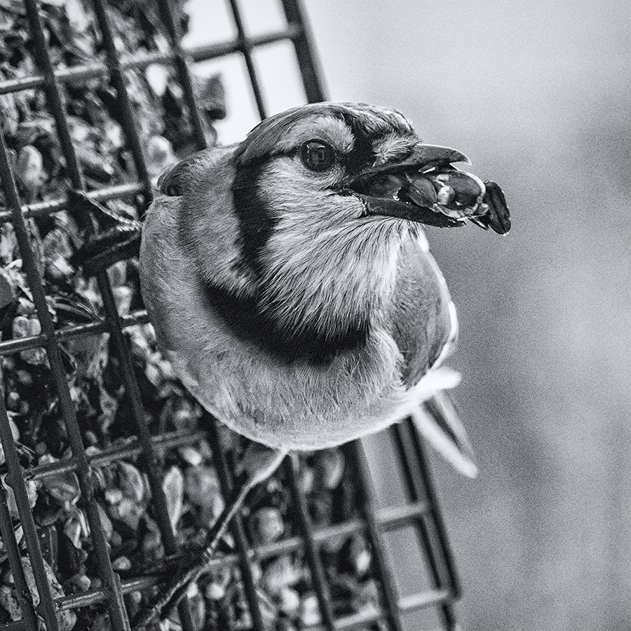 see the food; stuff the beak