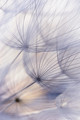 wisp