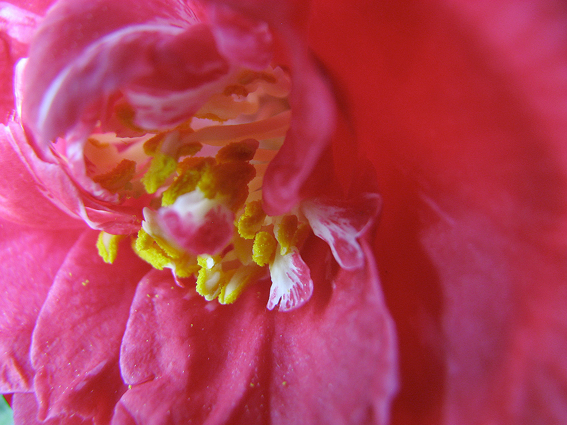Yellow Pollen, Red Camellia