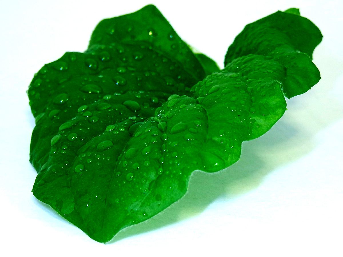 Severed Leaf