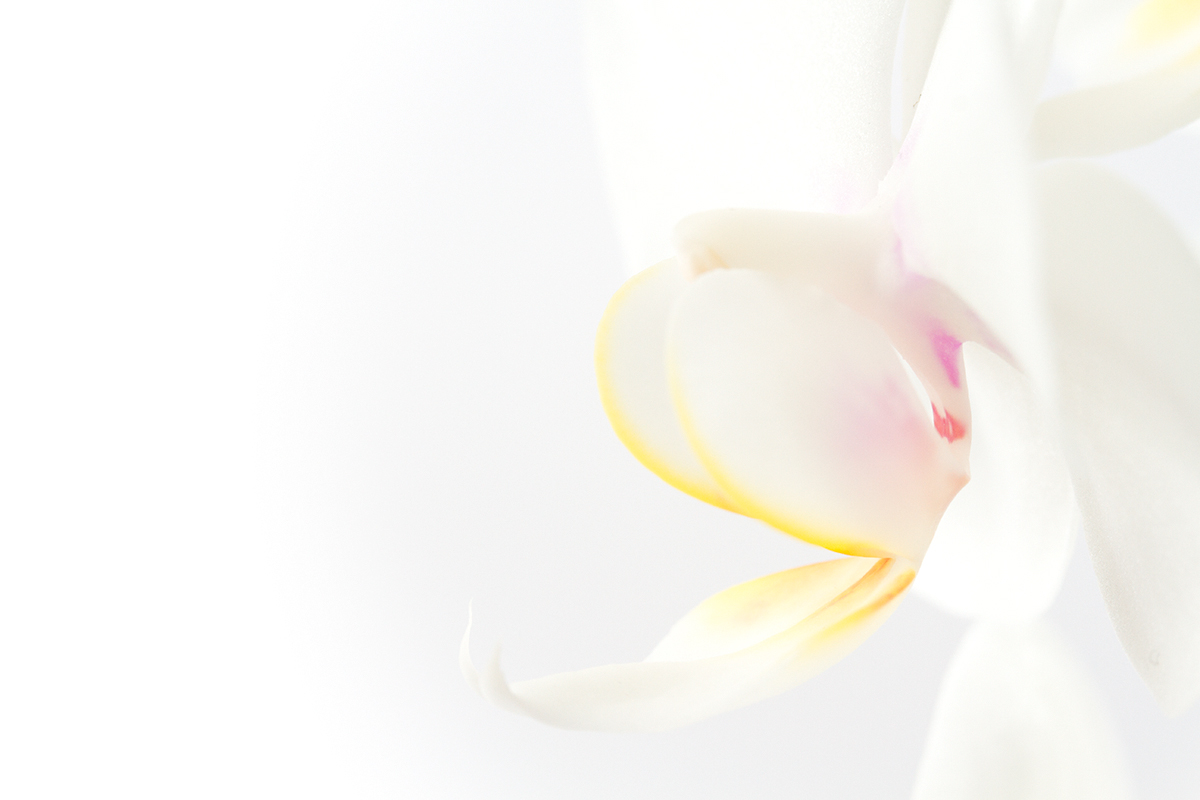 White orchid