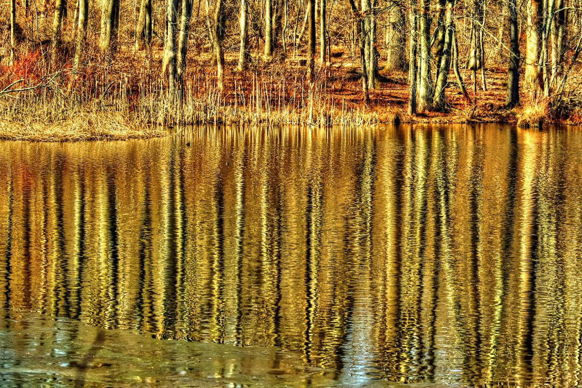 Golden Reflections