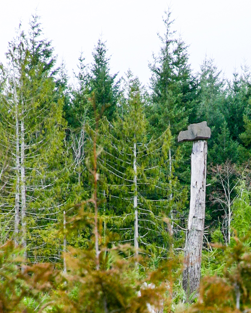 Tree Top