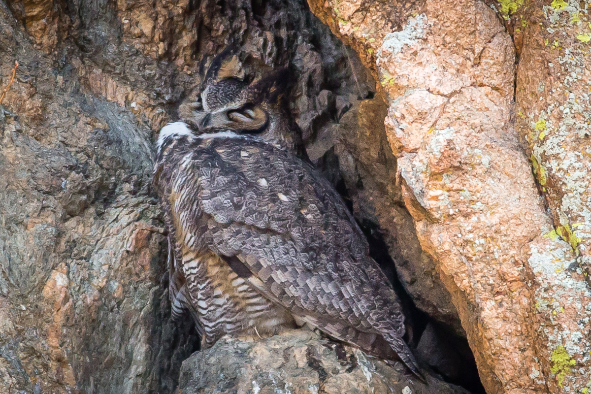 Guardian Owl