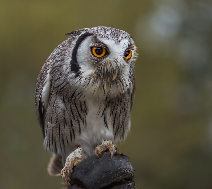 White Faced Scops Owl