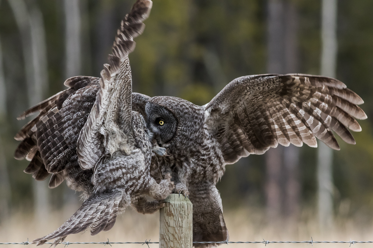 Great Grey Owls-A Kiss with a Gift