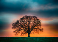 The Old Oak Tree