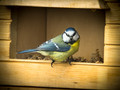 Look at the birdy