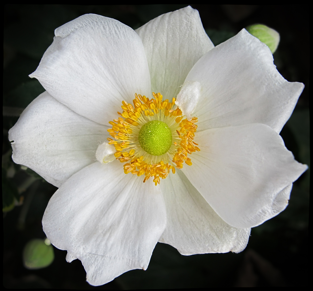 Japanese Windflower