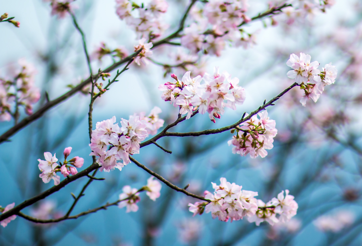 Sakura