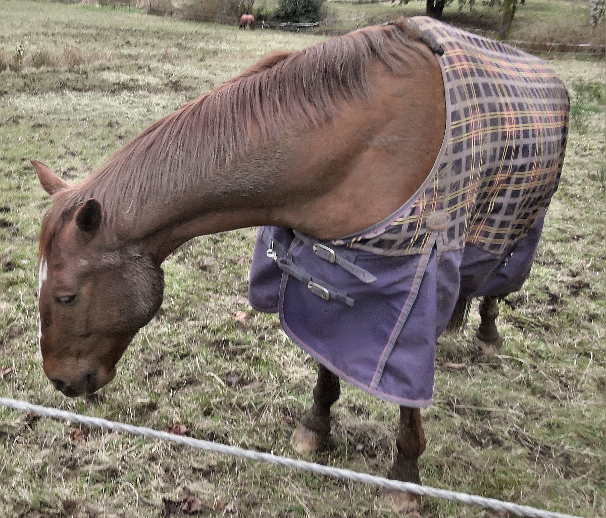 Cindy Clothes Horse