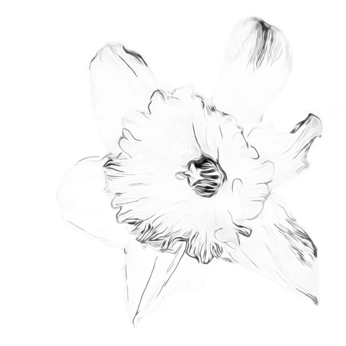 Sketch of a Daffodil