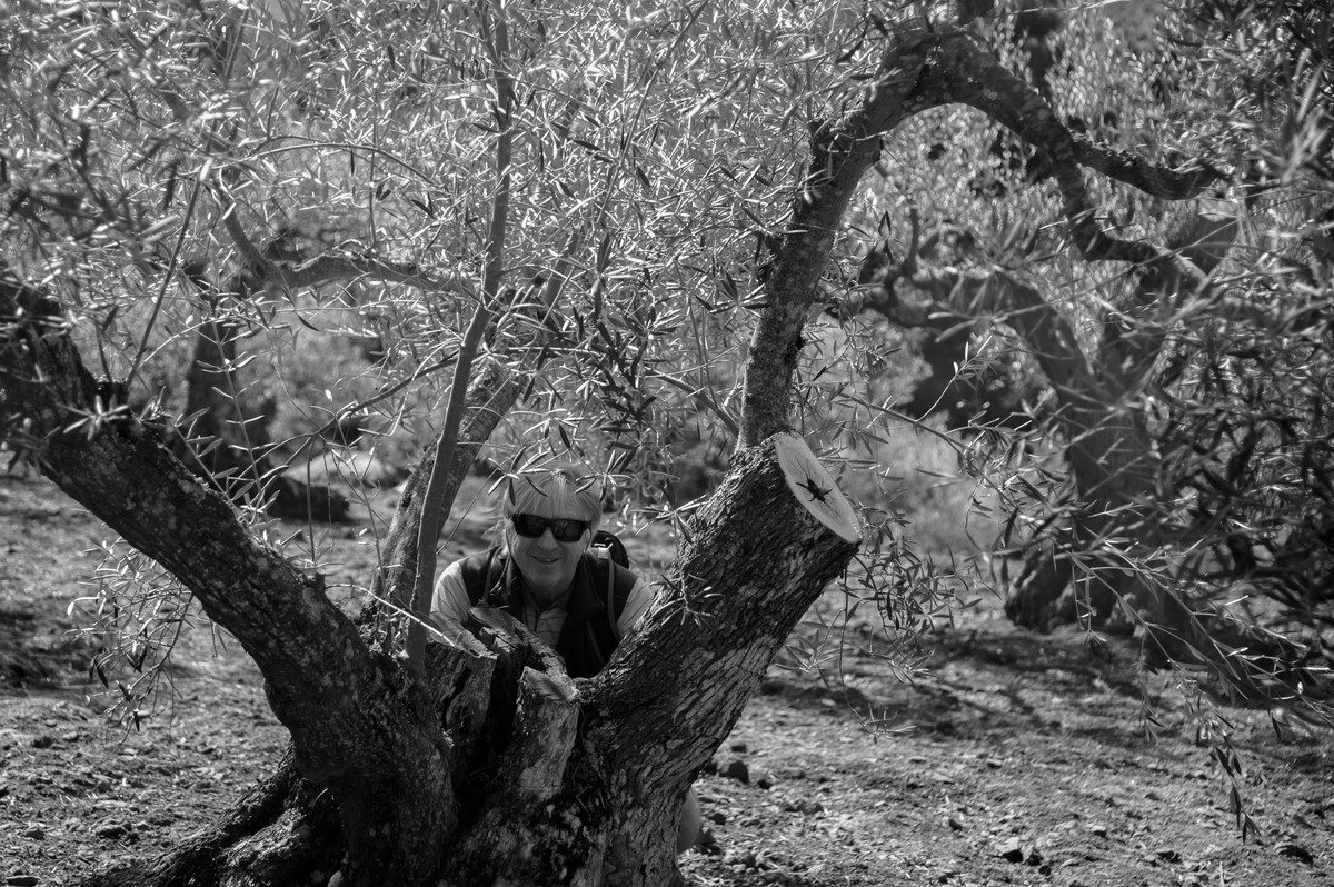 In the Olive Grove