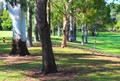 Trees in Perth