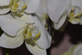 Orchis Phalaenopsis