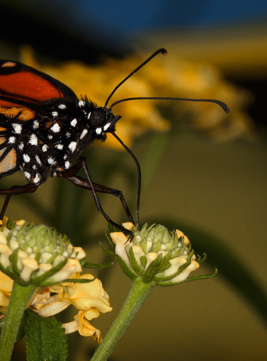 Pollination