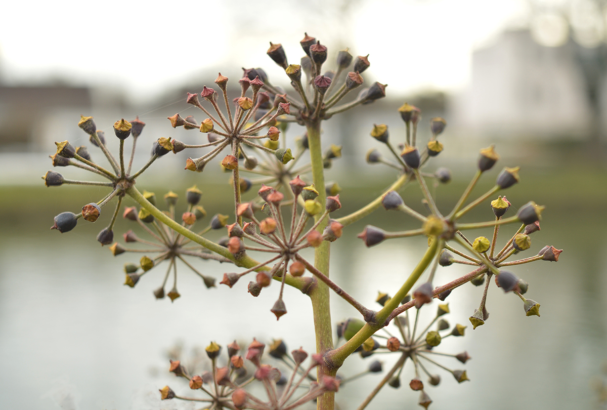 Ivy Heads