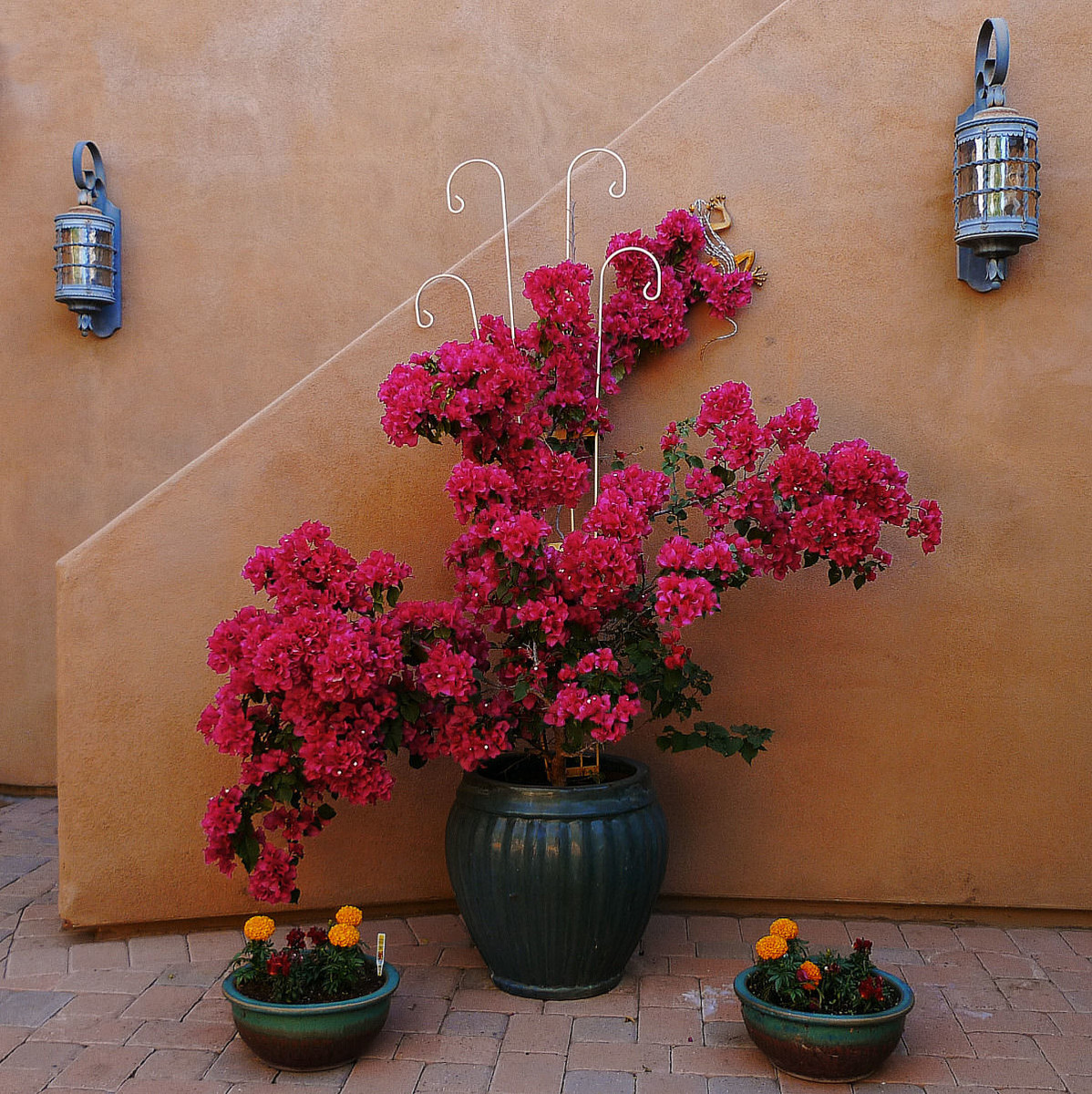 Bougainvillea On Patio