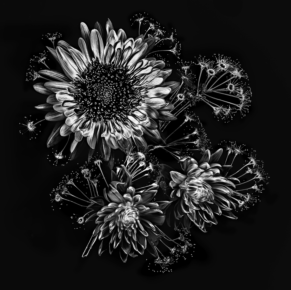 Floral Fireworks in BW