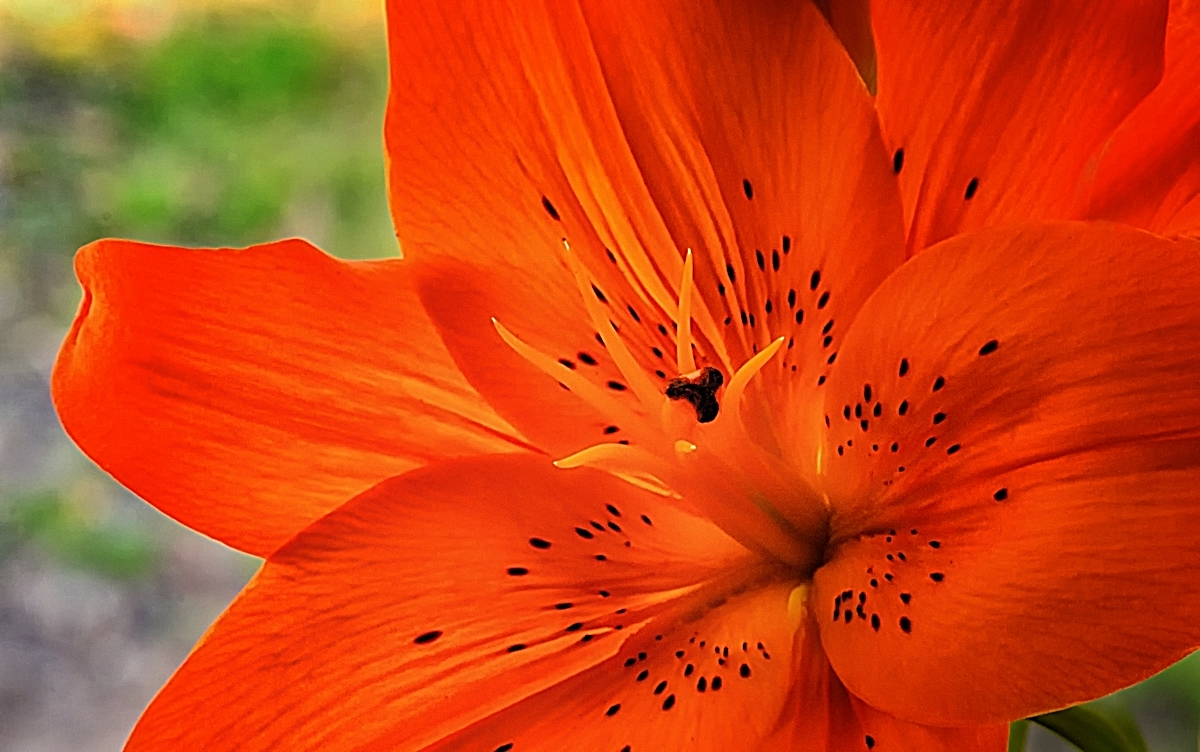 Asiatic in Orange