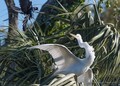 The Grackle and the Egret
