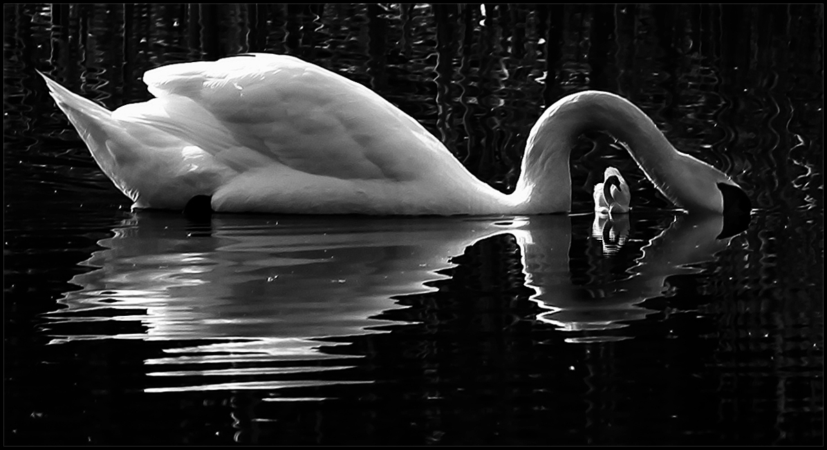 Nesting Swans