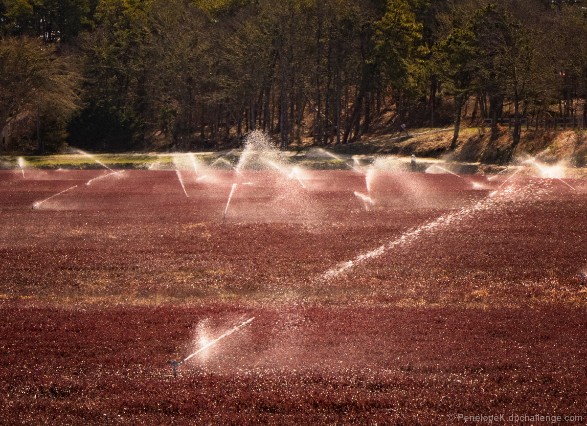 Cultivating Cranberries, one of North America's Native Fruits