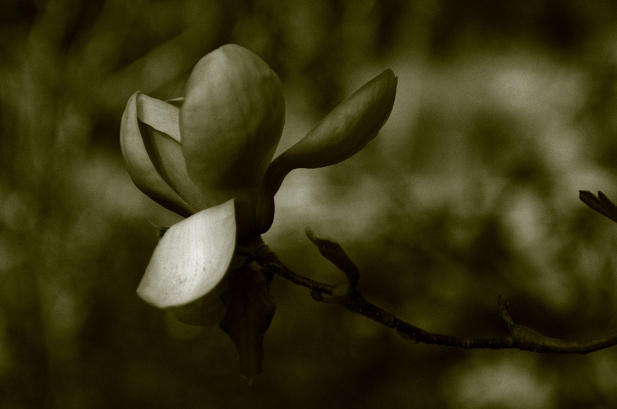 magnolia 'iolanthe'