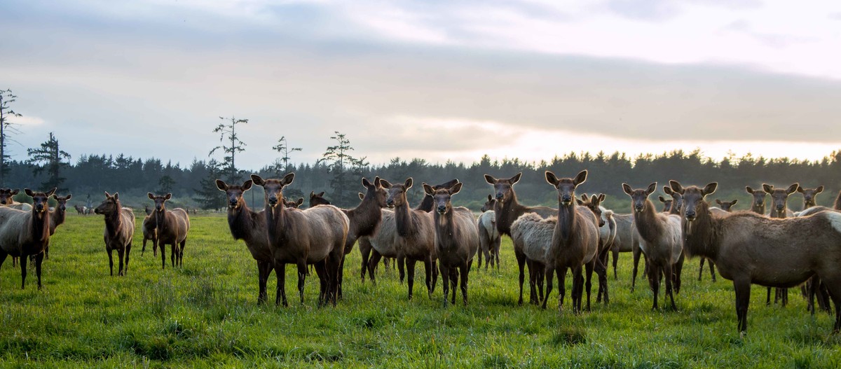 Elk Encounter - Who is Looking at Whom?