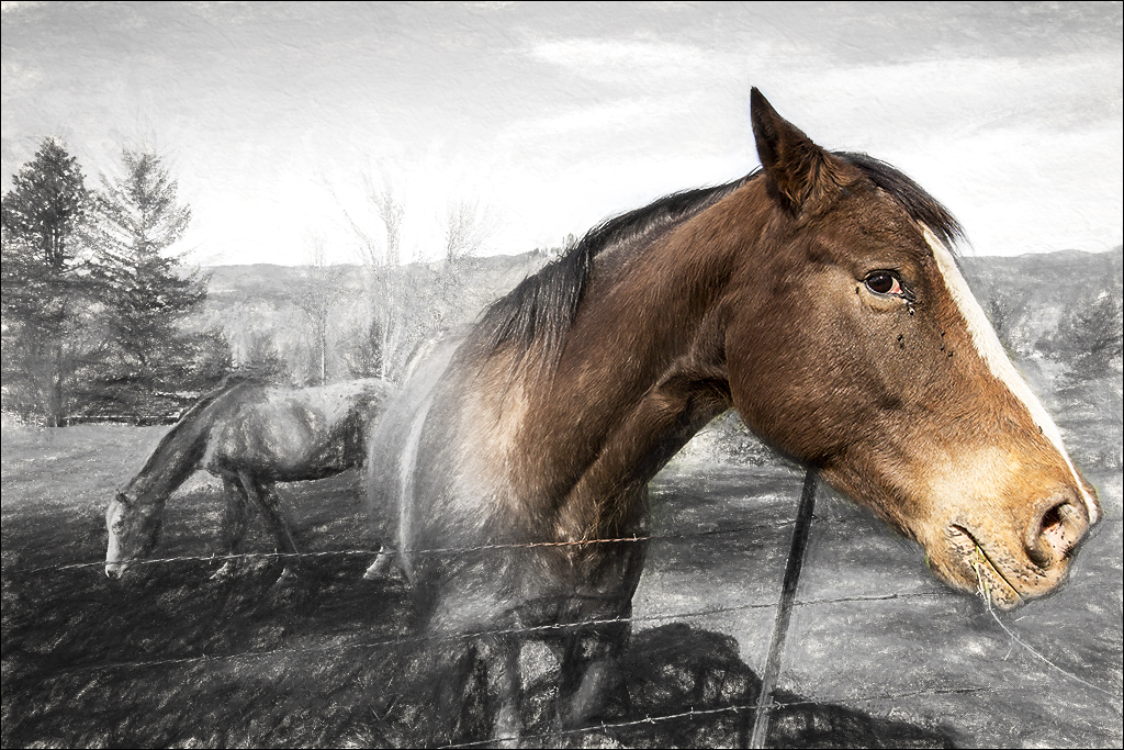 Home on the Range