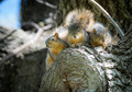 Squirrel Trio.