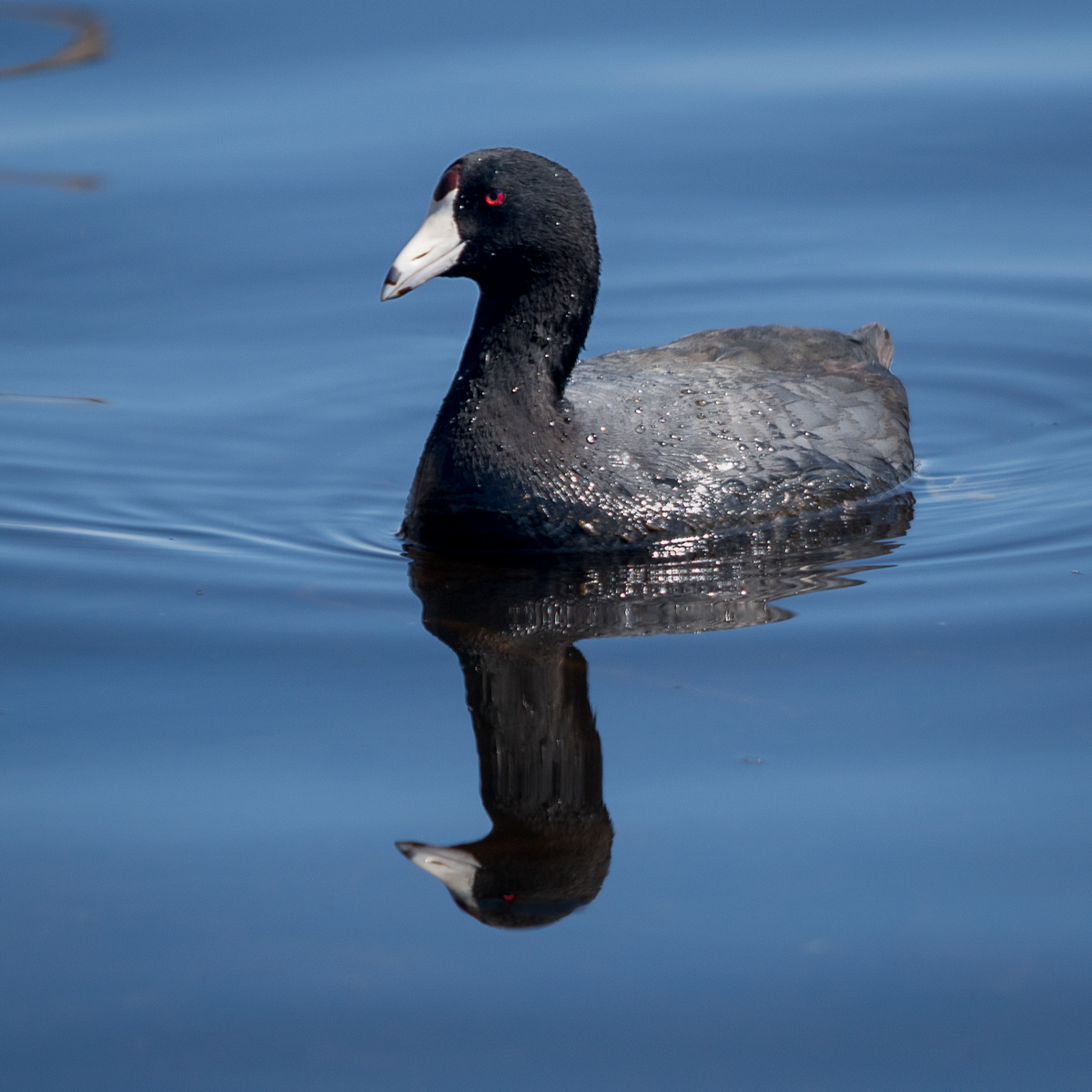 American Coot