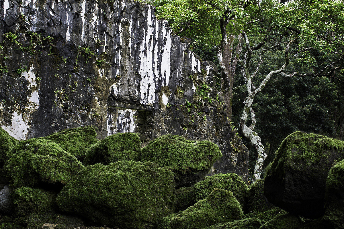 Nature Overtakess the Ruins