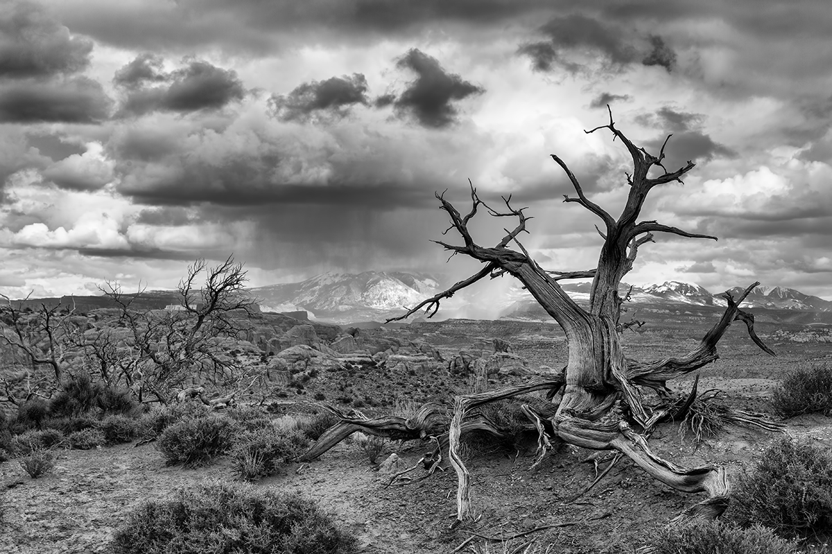 Desert Rain