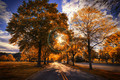 Faux Autumn