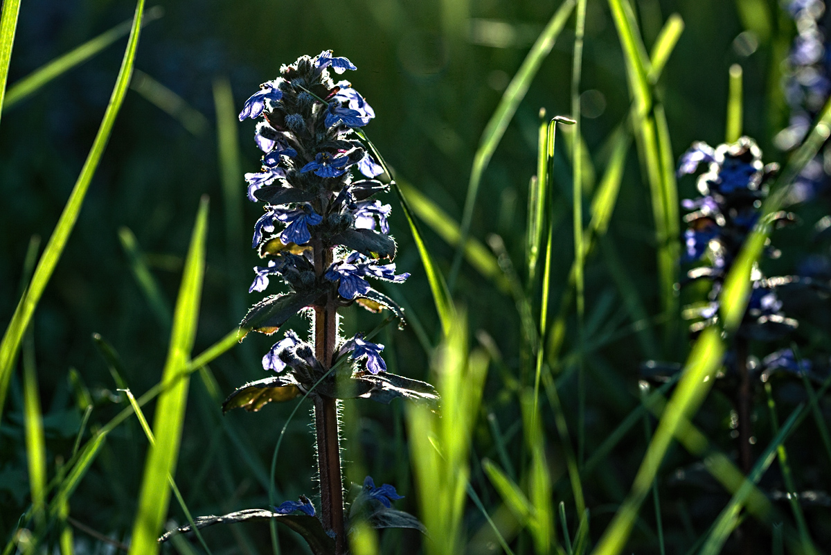 Splendor in the Grass