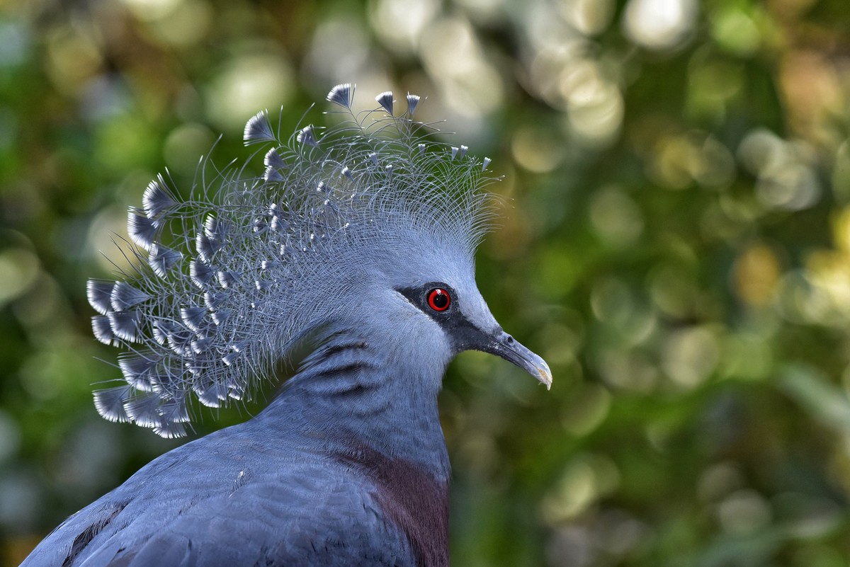 Victoria Crowned Pigeon 