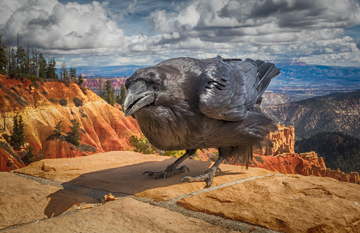 Big Black Bird In Bryce