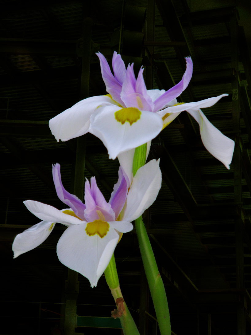 Fairy Irises