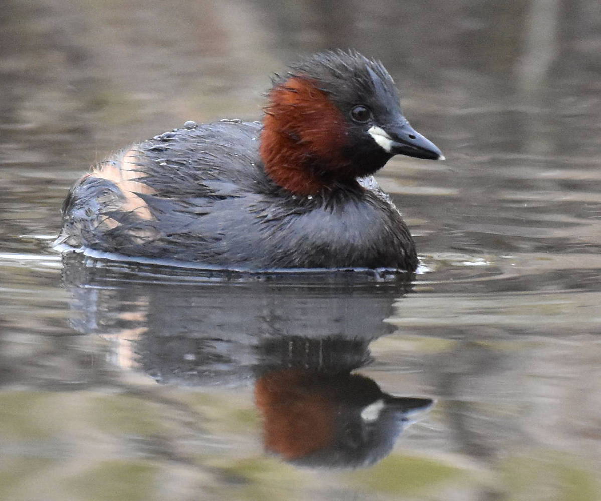 Little Grebe