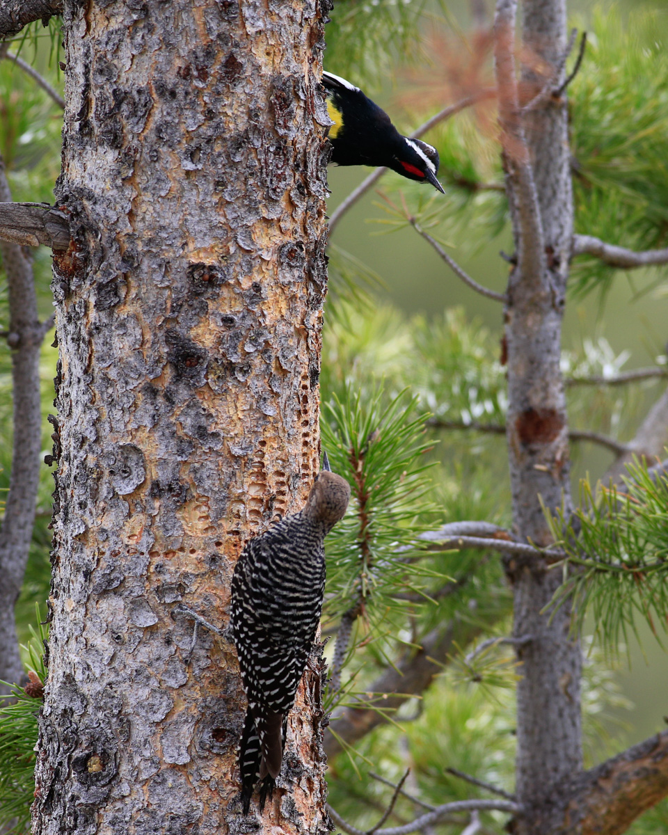 Courtship Encounter... Love at first sight.