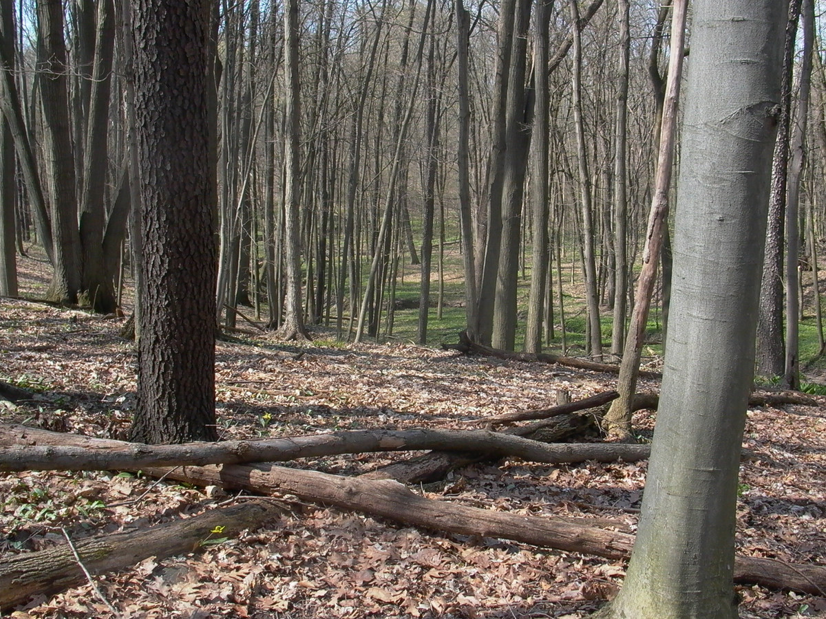 Along the trail