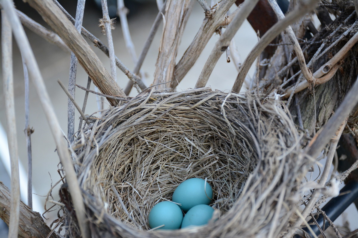 Mother bird is Nervous and so is Mother Earth